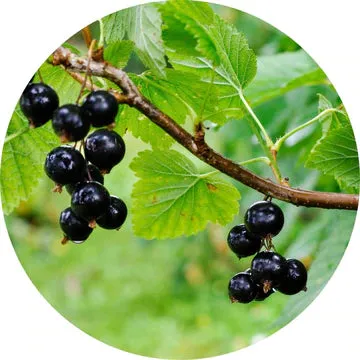 Black Currant Absolute - Living Libations